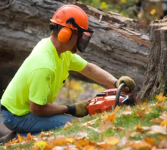 tree services Norton Shores